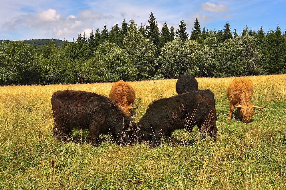 krkonošská tuřátka