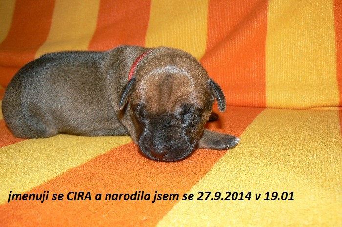 CIRA - nový člen tlupy
