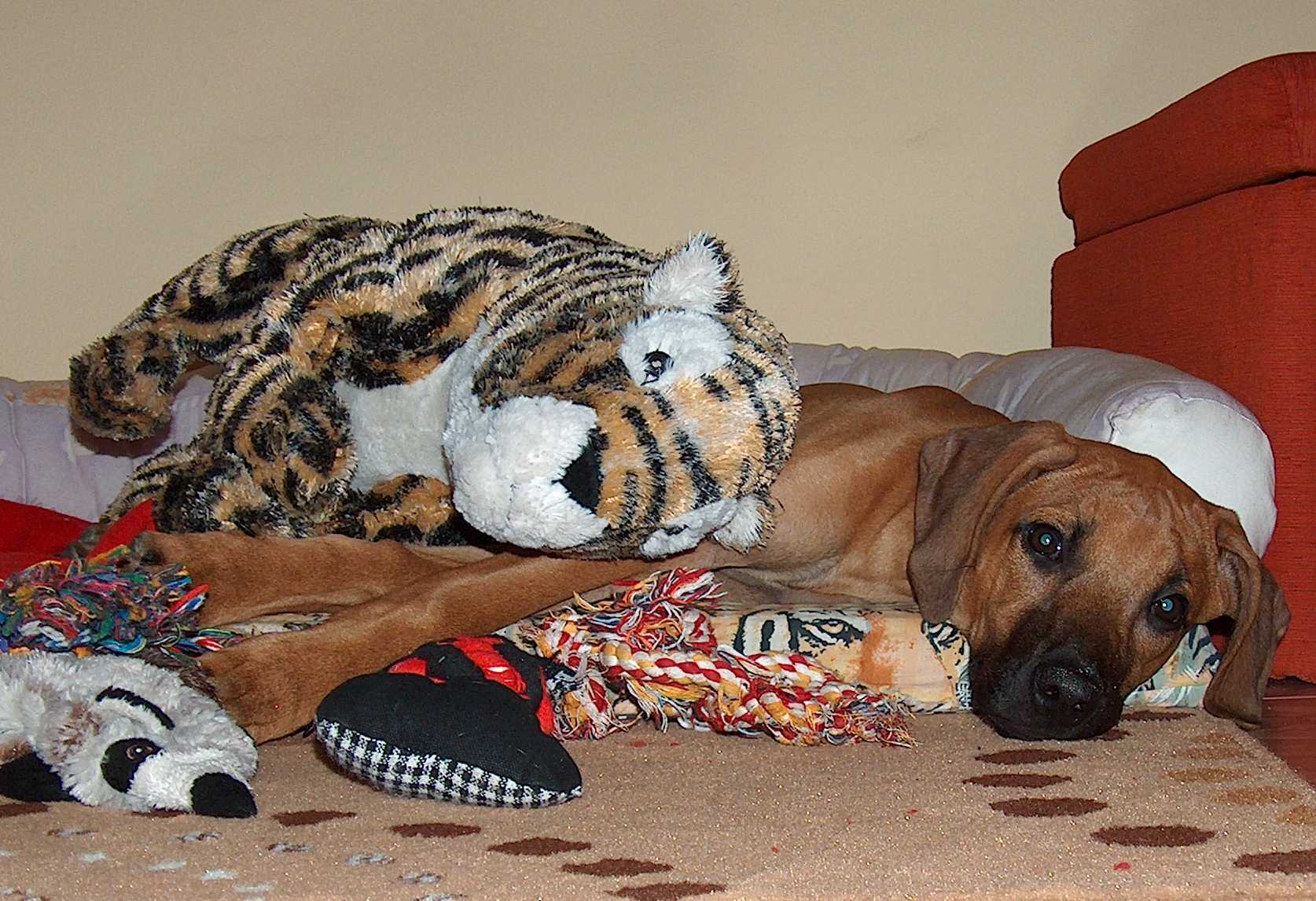 Kámošky Kira a Tigra