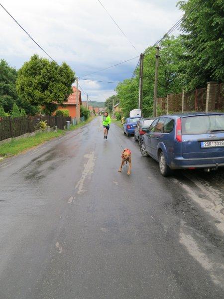 Tažný pes v cílové rovince